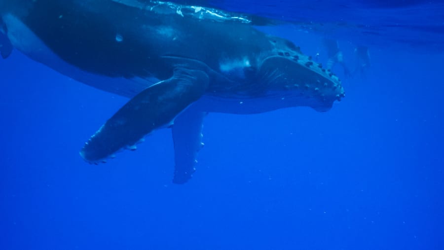 Whale Watching