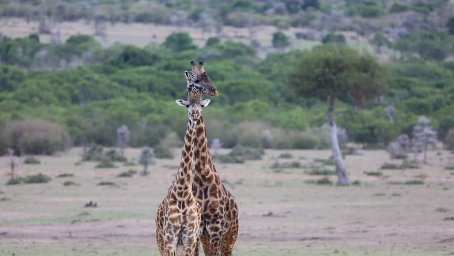 See the long-necked giraffe