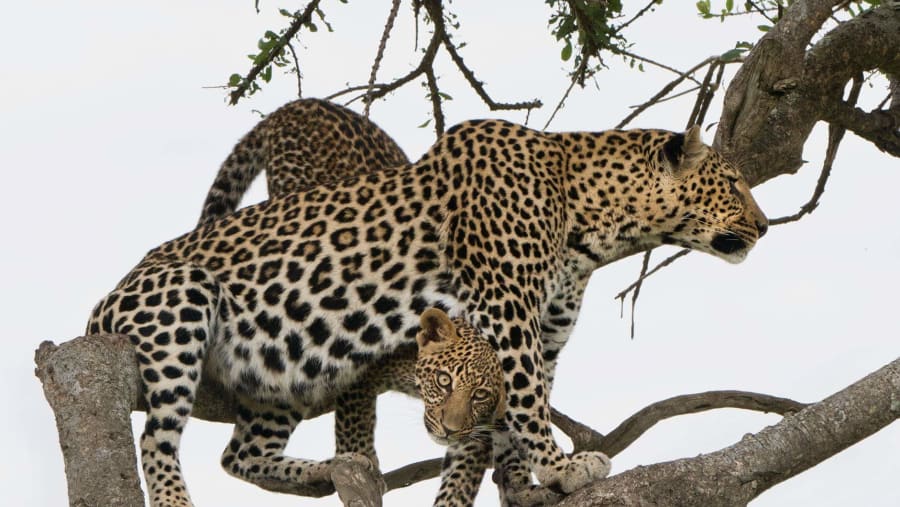 Leopards at sight