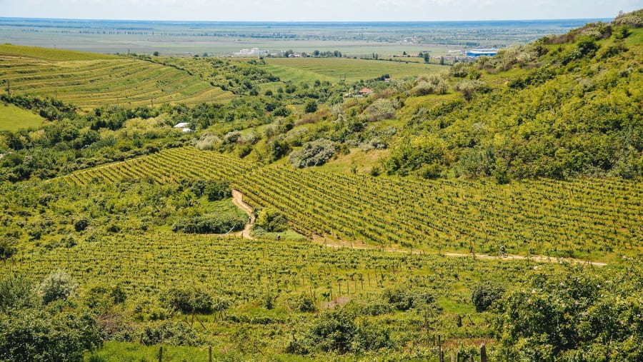 Vineyard