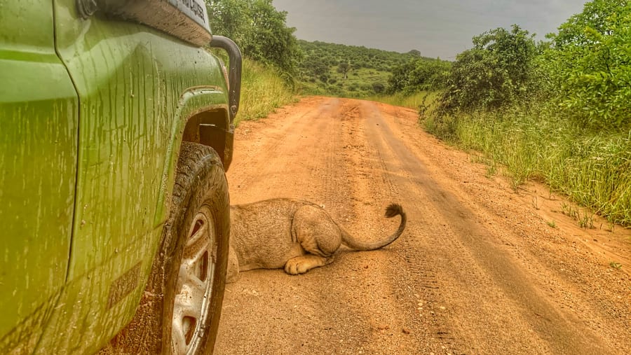 Wildlife Experience