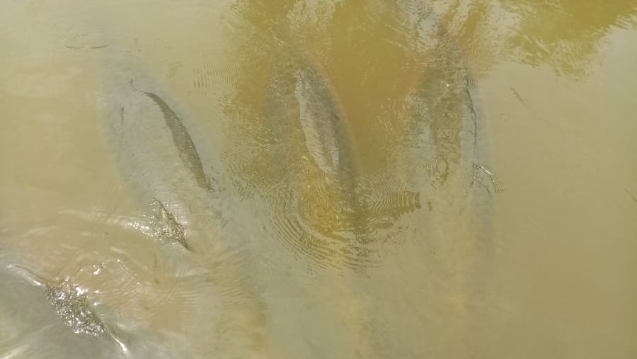 Arapayma fish