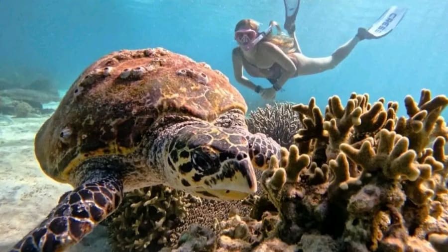 Snorkeling