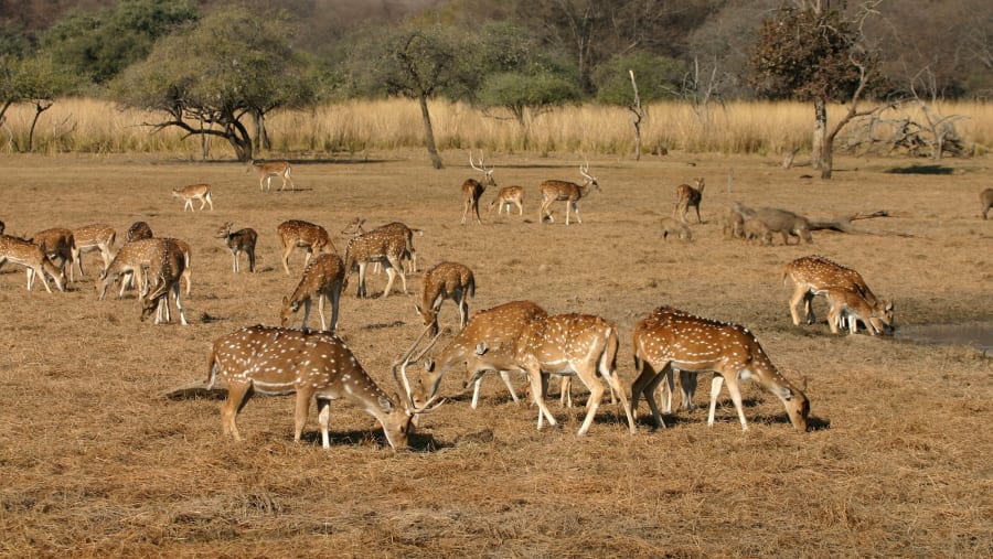 Stotted Deer in Panna National Park.