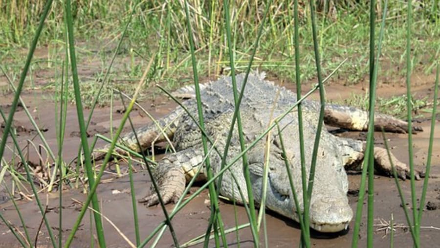 Crocodiles At Lake Chamo
