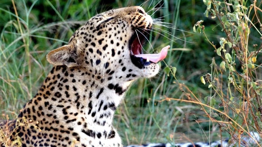 Leopard - Queen Elizabeth National Park