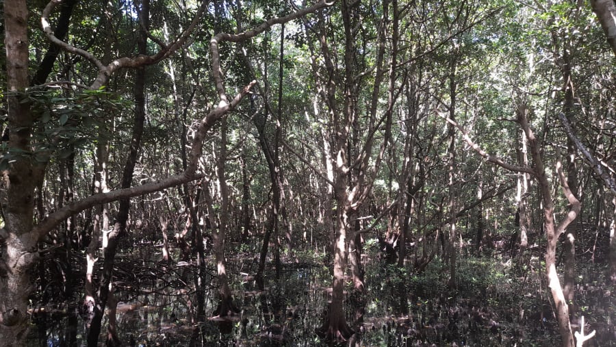 Walk through the Jozani forest