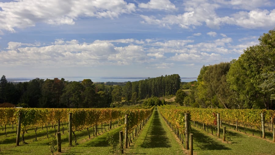 Photo in the stunning vineyards of Mornington Peninsula, Australia