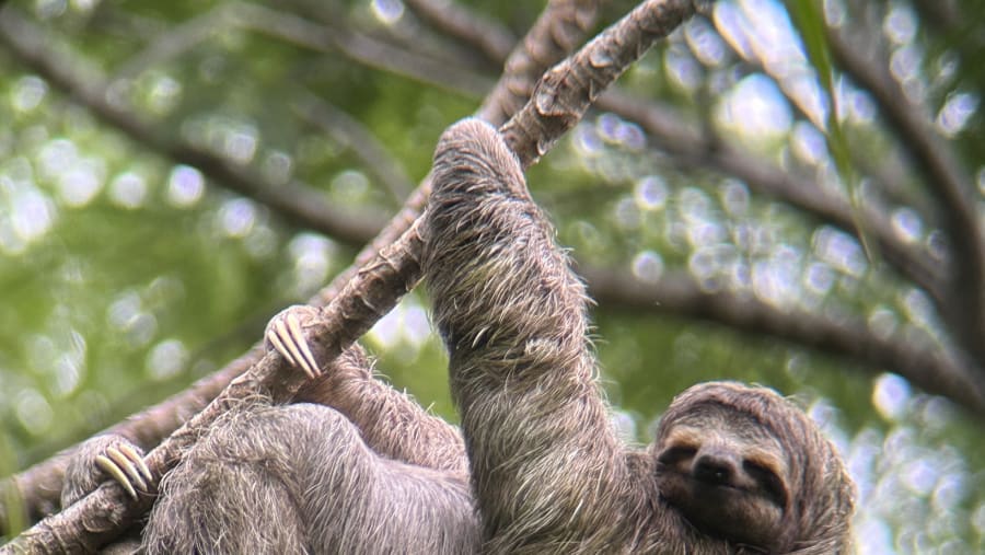 Sloth spotting