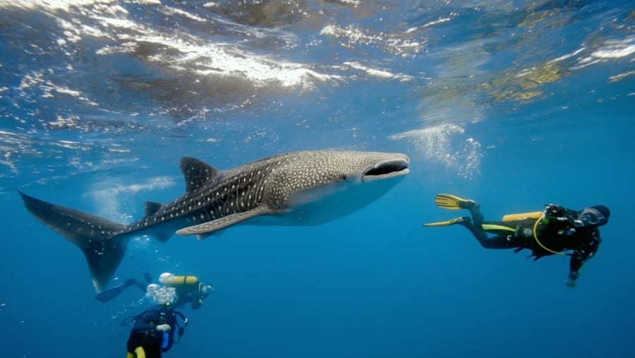 Belize Whale Sharks
