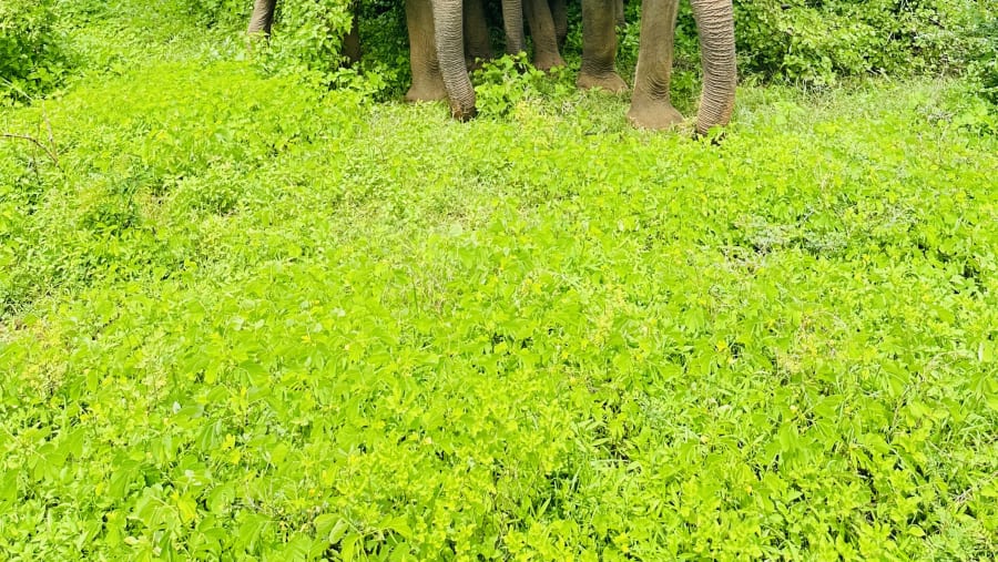 Yala National Park Safari
