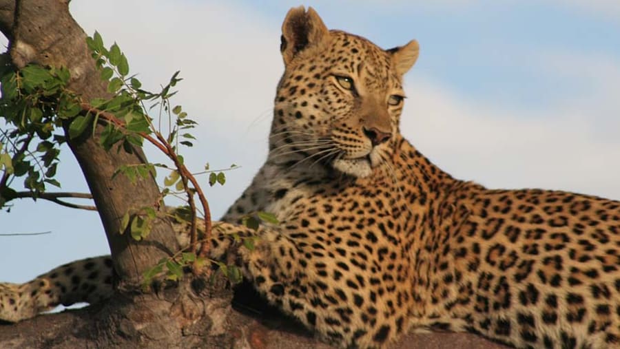 Leopard on a tree at Serengeti