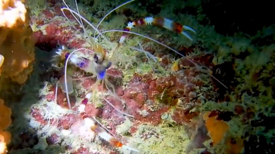 Vibrant marine life of Menai Bay Conservation Area