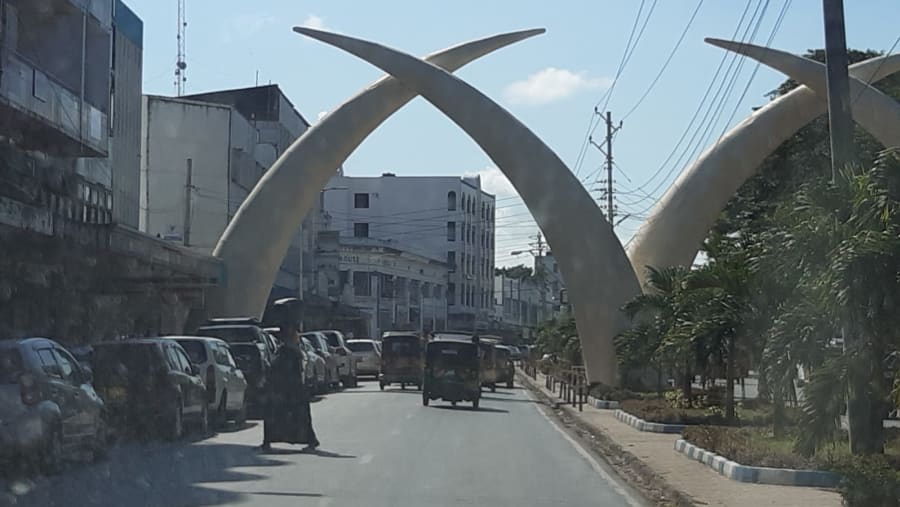 A Close Up View of The Elephant Tusks
