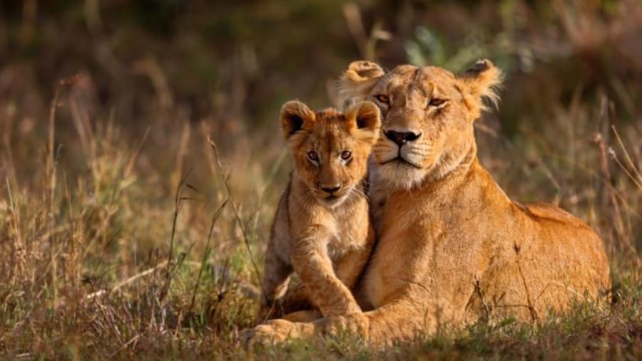 Lion at the National Park