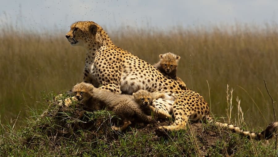 Cheetah at Maasai Mara, Kenya