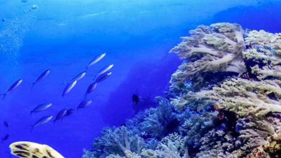 Snorkel In Red Sea at Hurghada