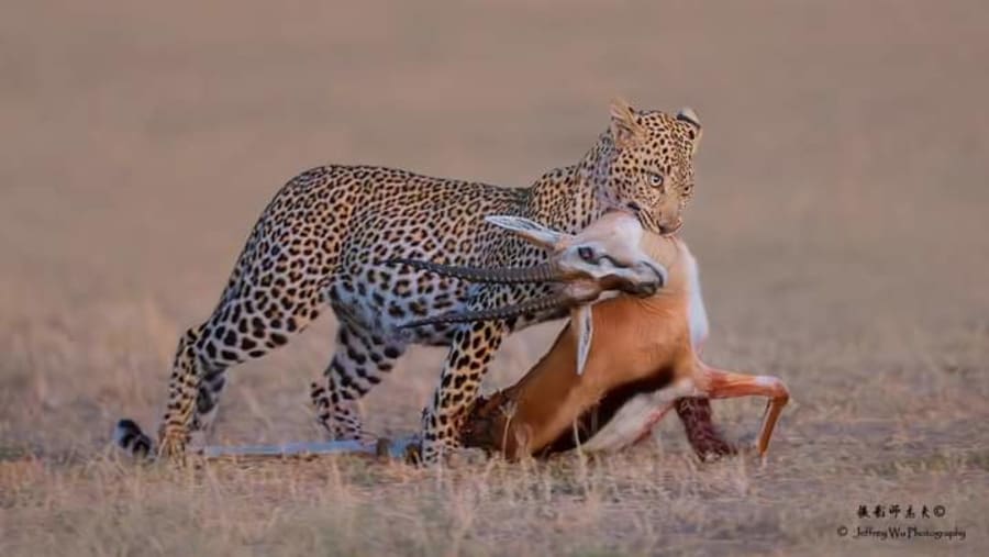 Predator at work