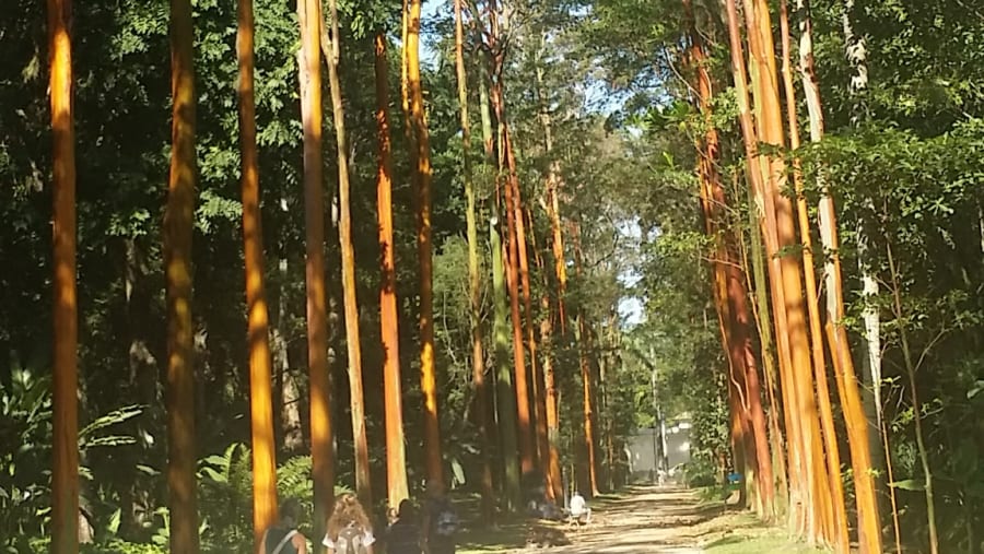 Botanical Garden of Rio de Janeiro
