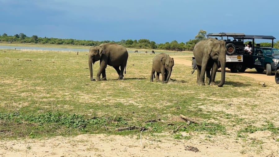 Wildlife safari in Yala National Park