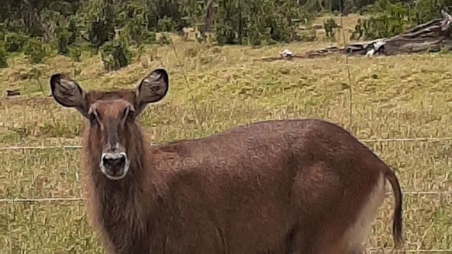Witness the wildlife