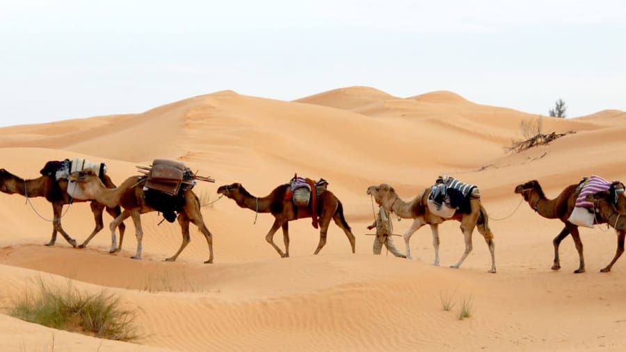 Camel riding in the desert