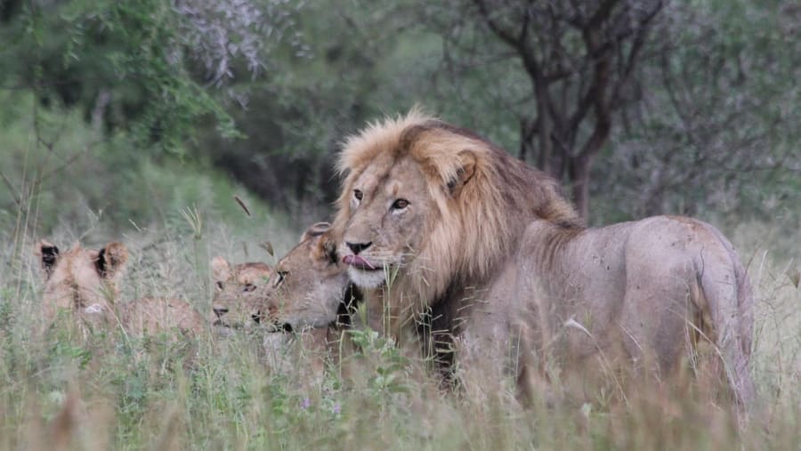 African Lion