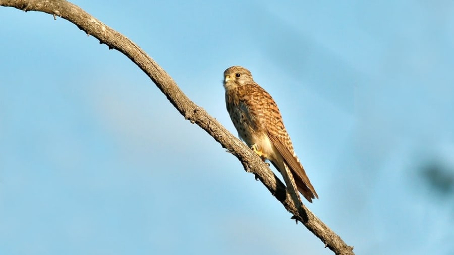 Eurasian Kestrel