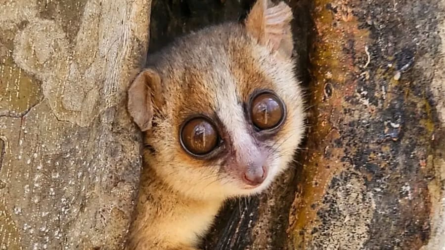 Spot the mouse lemurs at Kirindy Forest Park