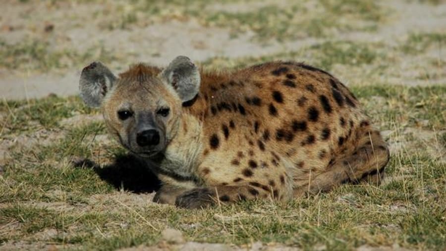 Witness the African wildlife