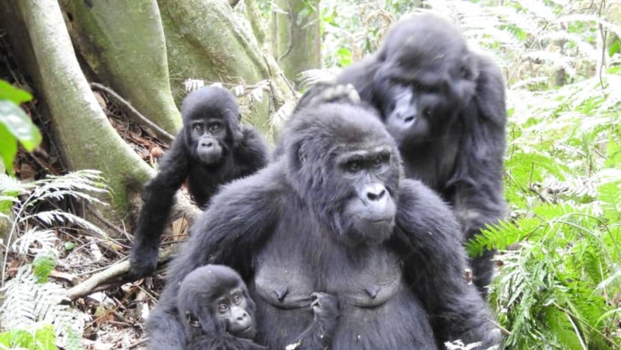 Witness the African wildlife