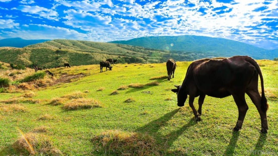 Yangmingshan