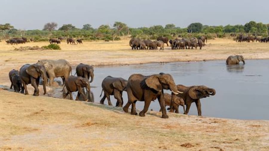 Spot Elephants at Hwange National Park