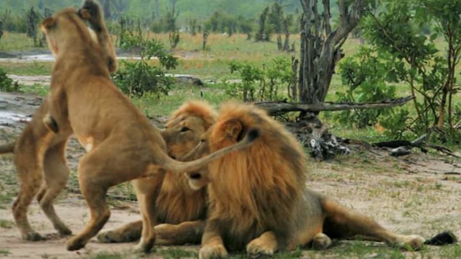 Chobe National Park