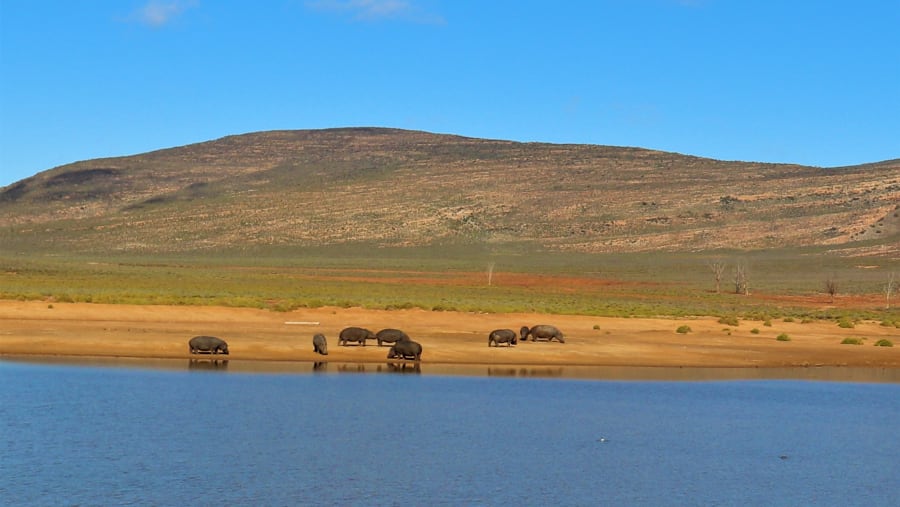hippos across the river