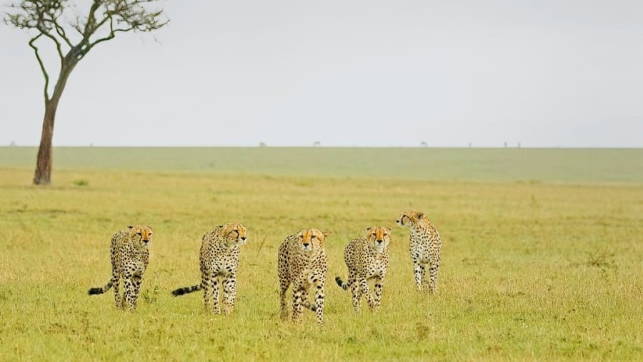 Leopards