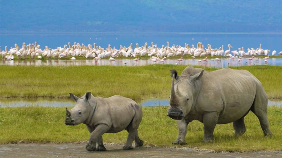 Spot the wild Rhino's at Ngorongoro Crater