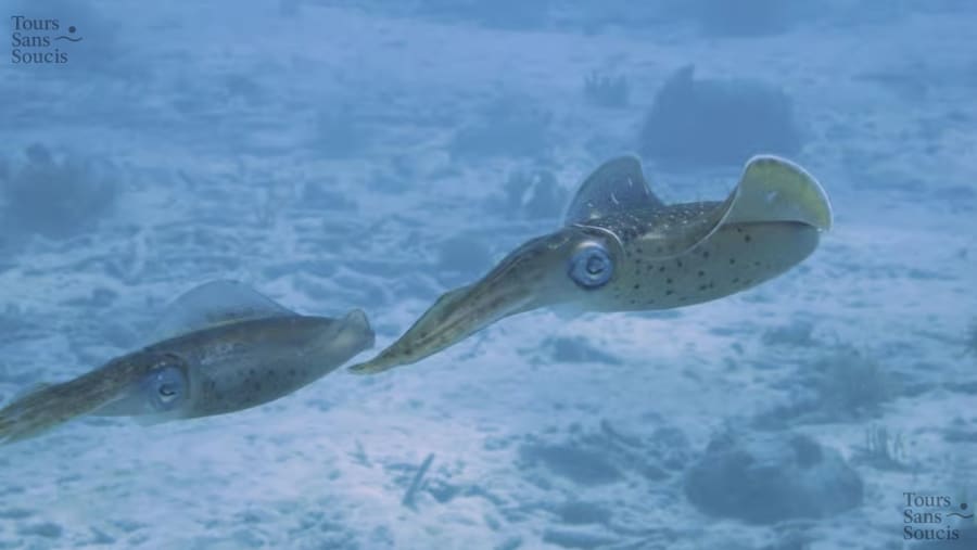 Scuba Diving