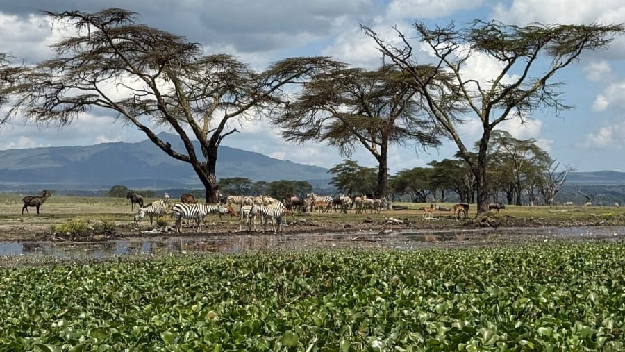 Zebras in Crescent Island Sanctuary