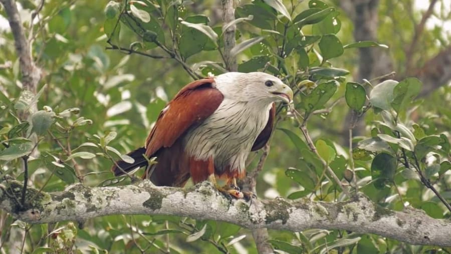 Wildlife at Sunderbans