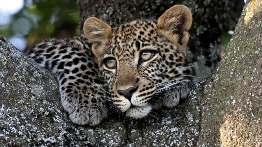 Cheetahs