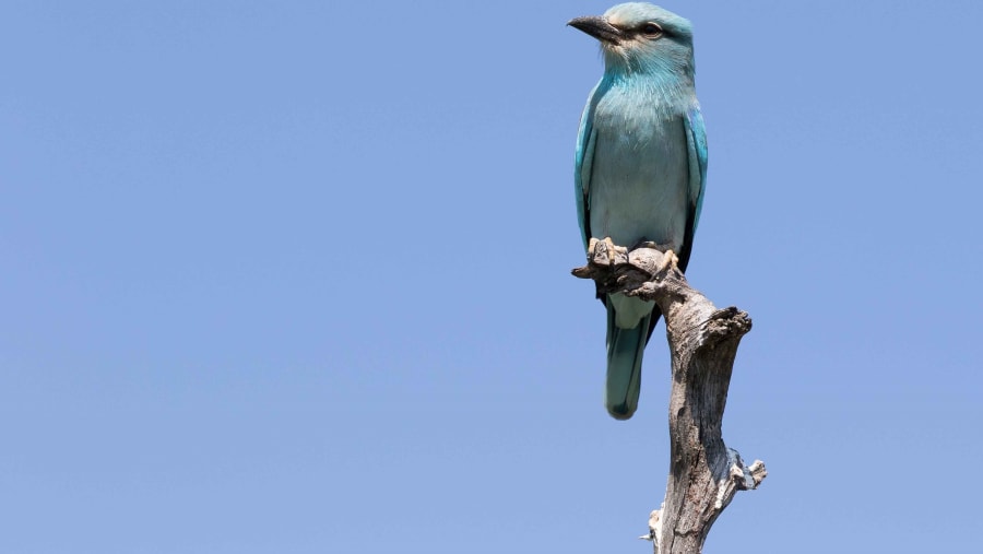 Beautiful Bird