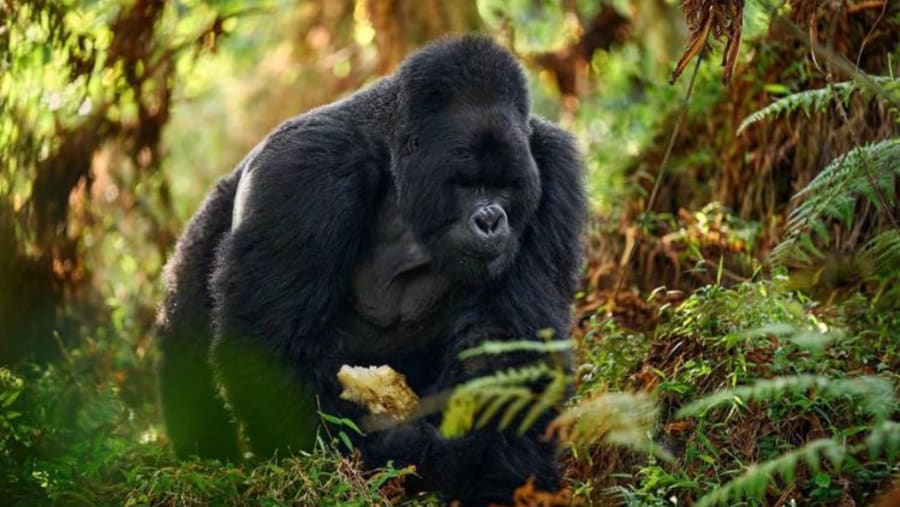 Gorillas spotted in Bwindi Impenetrable Forest