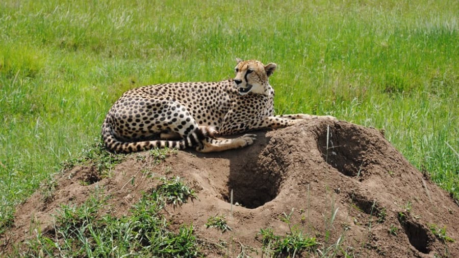 White Cheetah