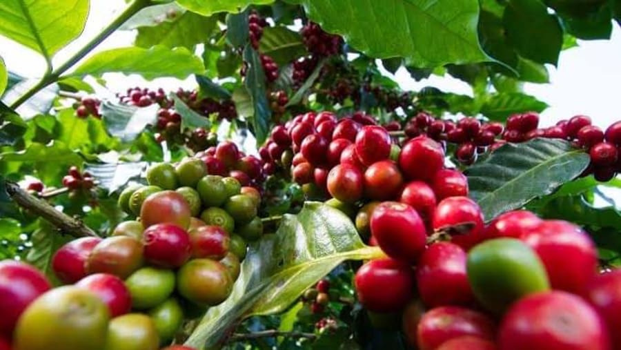 S795 coffee