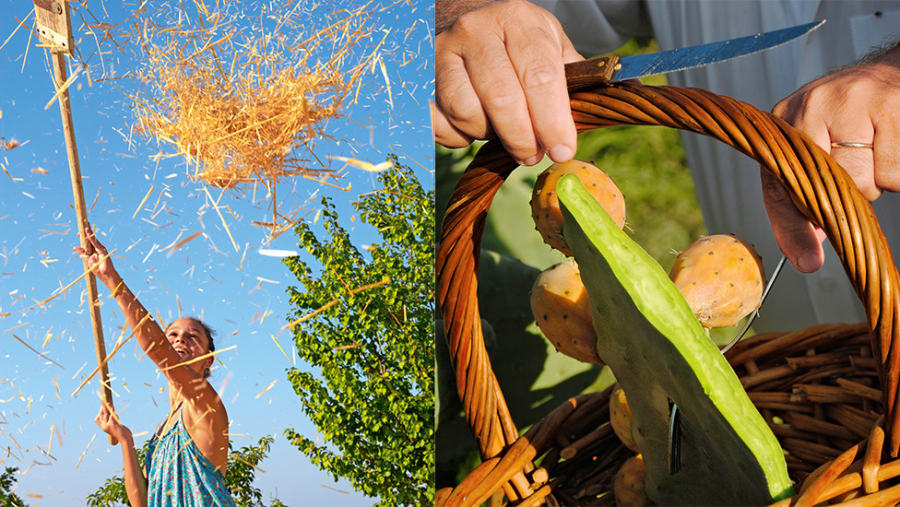 Farming Experience in Greece
