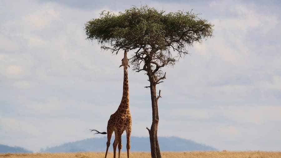 Witness the towering giraffes