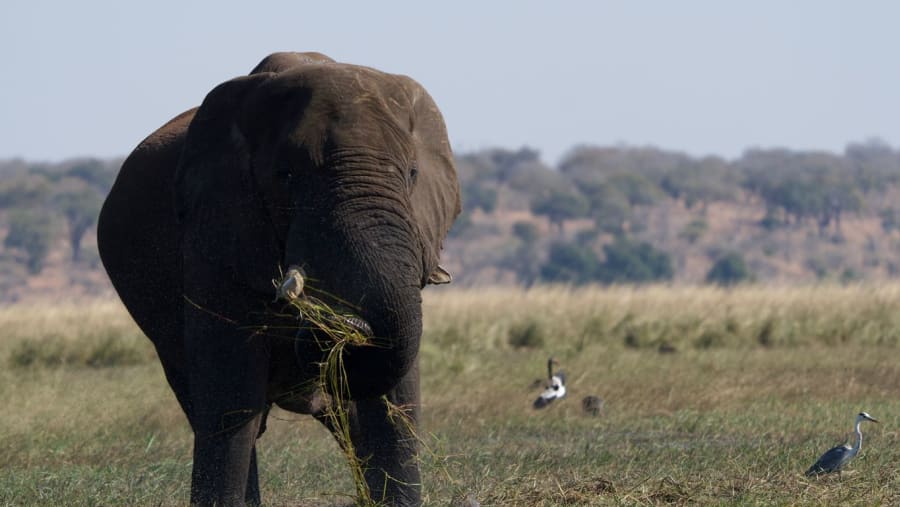 African Elephants