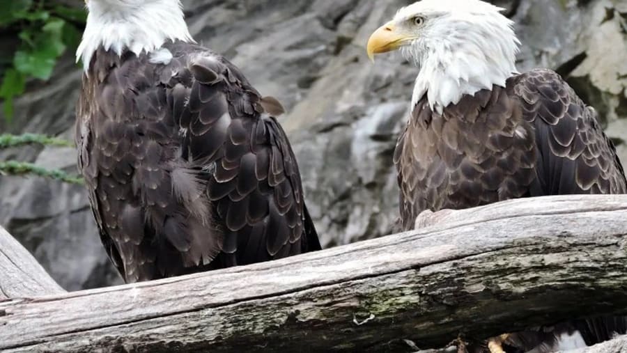 Southern Bald Eagles