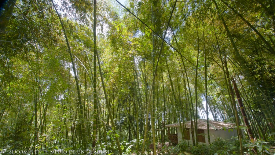 Coffee Char, Nature, Flavor, and Tradition in Quindío